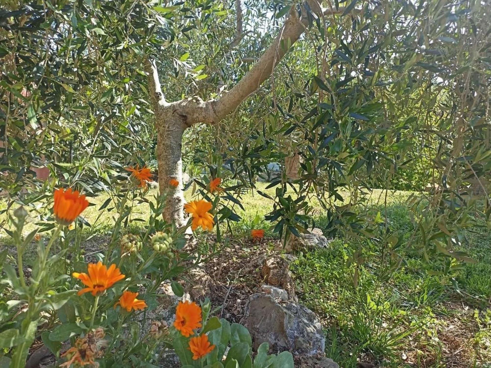 Villa La Mandriana à Massa Marittima Extérieur photo