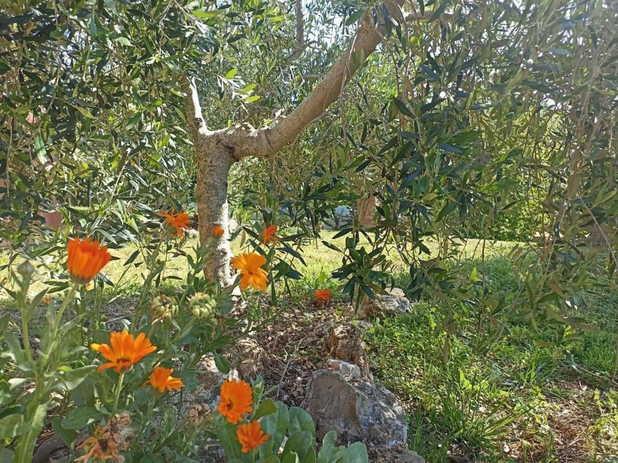 Villa La Mandriana à Massa Marittima Extérieur photo