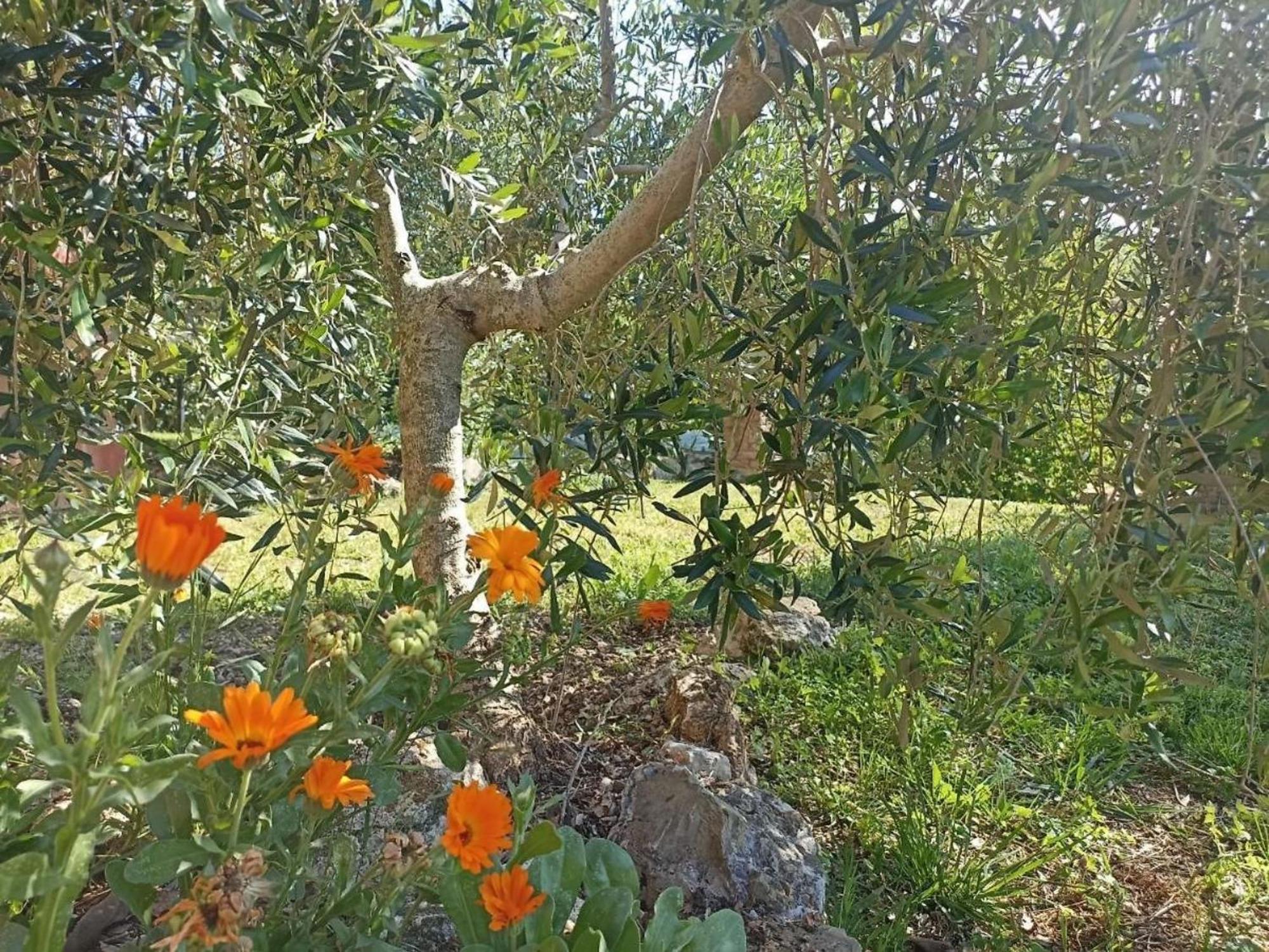 Villa La Mandriana à Massa Marittima Extérieur photo